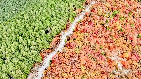 Vegetation Landscape in Jinan