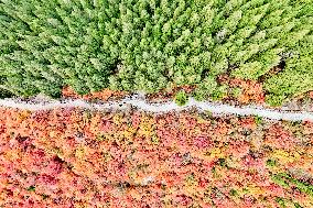 Vegetation Landscape in Jinan