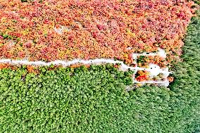 Vegetation Landscape in Jinan
