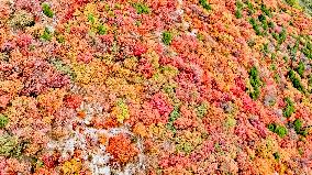 Vegetation Landscape in Jinan