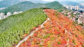 Vegetation Landscape in Jinan