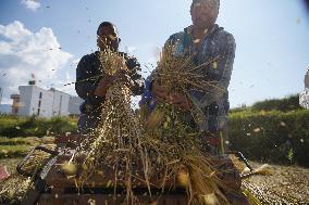 NEPAL-LALITPUR-PADDY HARVEST