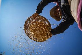 NEPAL-LALITPUR-PADDY HARVEST