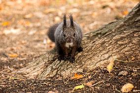 Eurasian Squirrel In A Park In The Center Of Sofia.