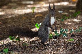 Eurasian Squirrel In A Park In The Center Of Sofia.