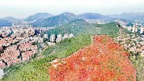 Vegetation Landscape in Jinan