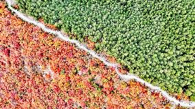 Vegetation Landscape in Jinan