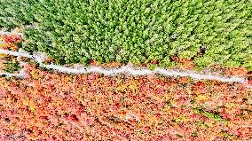 Vegetation Landscape in Jinan