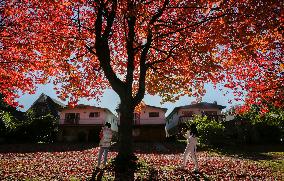 CANADA-VANCOUVER-AUTUMN-SCENERY