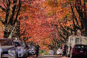 CANADA-VANCOUVER-AUTUMN-SCENERY