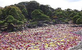 Dahlias floating in western Japan pond