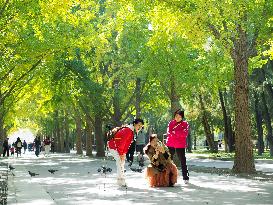 Gingko Avenue at Ditan Park in Beijing
