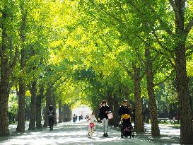 Gingko Avenue at Ditan Park in Beijing