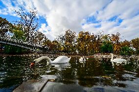 Waterfoul in Zaporizhzhia