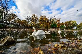 Waterfoul in Zaporizhzhia