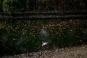 Waterfoul in Zaporizhzhia