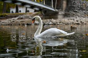 Waterfoul in Zaporizhzhia