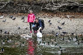 Waterfoul in Zaporizhzhia