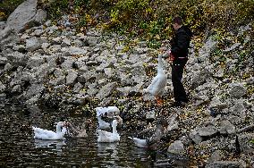 Waterfoul in Zaporizhzhia