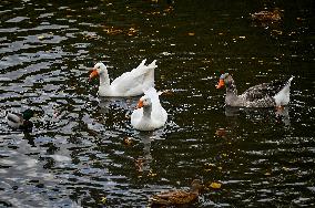 Waterfoul in Zaporizhzhia