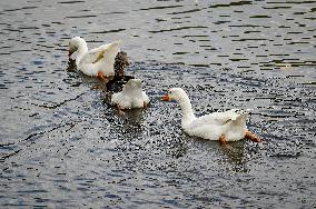 Waterfoul in Zaporizhzhia