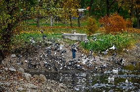 Waterfoul in Zaporizhzhia