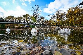 Waterfoul in Zaporizhzhia