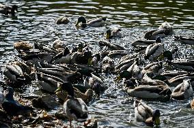 Waterfoul in Zaporizhzhia