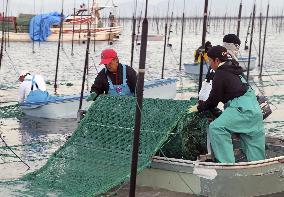 Seaweed farming in southwestern Japan