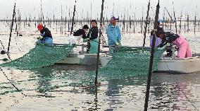 Seaweed farming in southwestern Japan