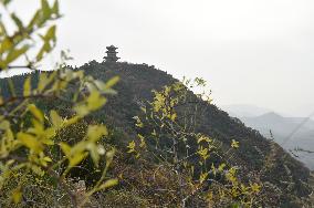 CHINA-HENAN-YUZHOU-FOREST PARK-AUTUMN (CN)