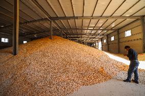 Grain Storage Center in Qingdao