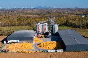 Grain Storage Center in Qingdao