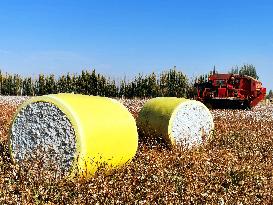 Cotton Harvest in Xinjiang