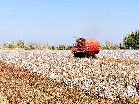 Cotton Harvest in Xinjiang