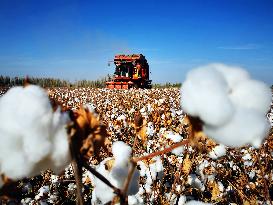 Cotton Harvest in Xinjiang