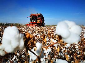 Cotton Harvest in Xinjiang