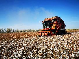 Cotton Harvest in Xinjiang