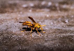 Animal India - Yellow Paper-wasp - Polistes Olivaceus