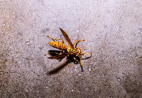 Animal India - Yellow Paper-wasp - Polistes Olivaceus
