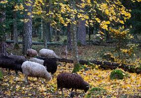 Autumn In Linköping, Sweden