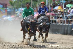 THAILAND-CHONBURI-BUFFALO RACE