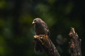 Animal India - Jungle Babbler - Deforestation