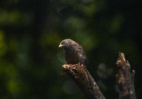 Animal India - Jungle Babbler - Deforestation