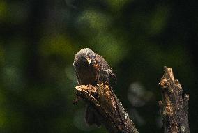 Animal India - Jungle Babbler - Deforestation
