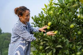 CHINA-SICHUAN-NEIJIANG-BLOOD ORANGES-ECOLOGICAL RECYCLING FARMING (CN)