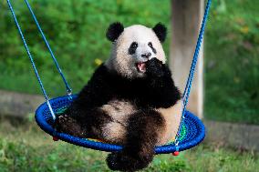 China Chongqing Zoo Panda