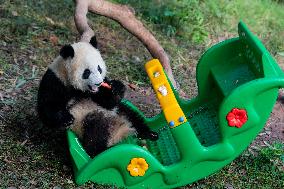 China Chongqing Zoo Panda