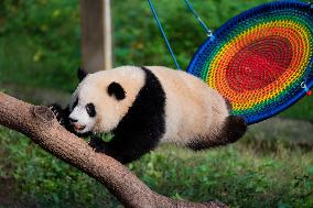 China Chongqing Zoo Panda