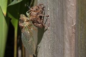 Dog-day Cicada Emerging From Its Exoskeleton